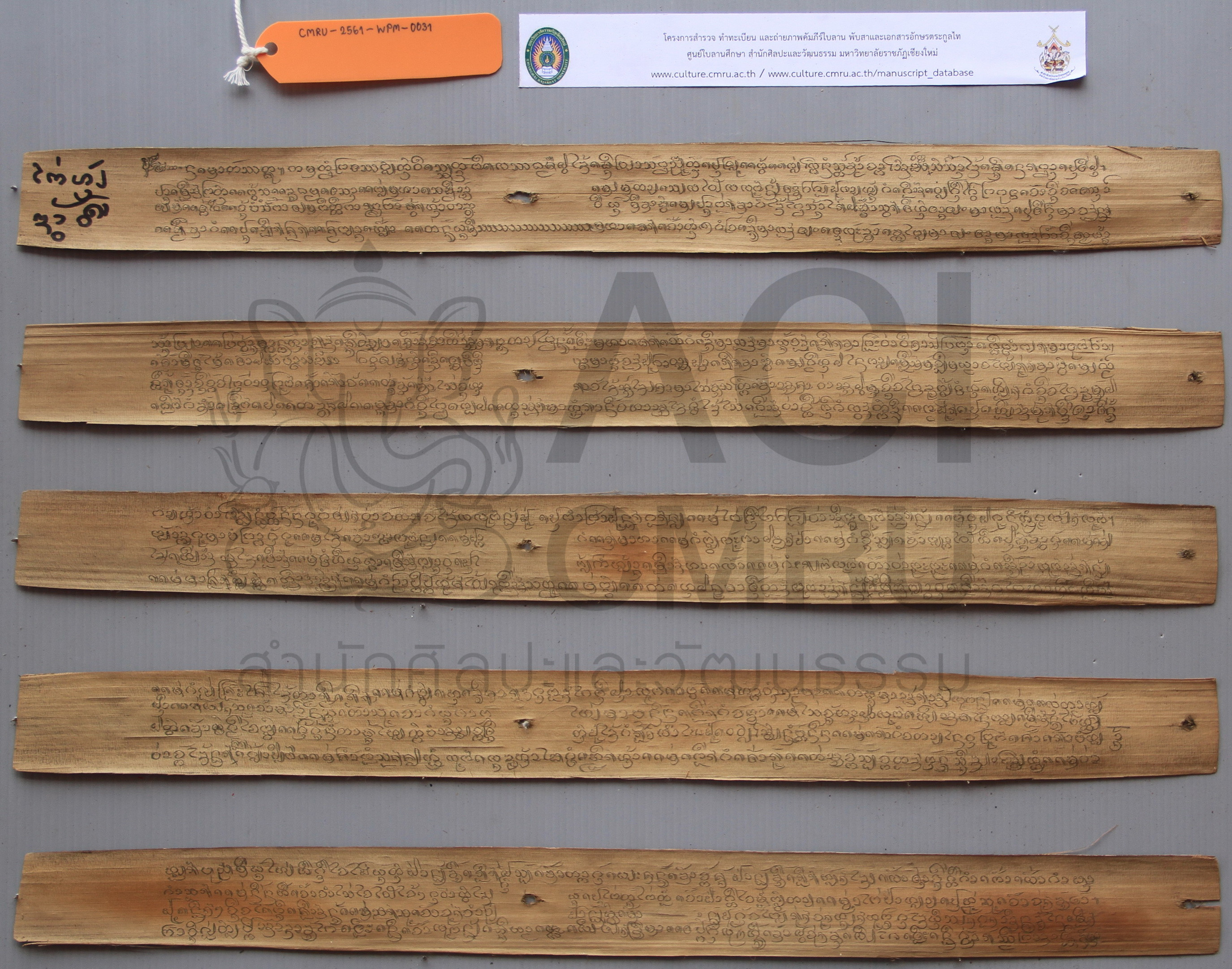 ไก่น้อยดาววี