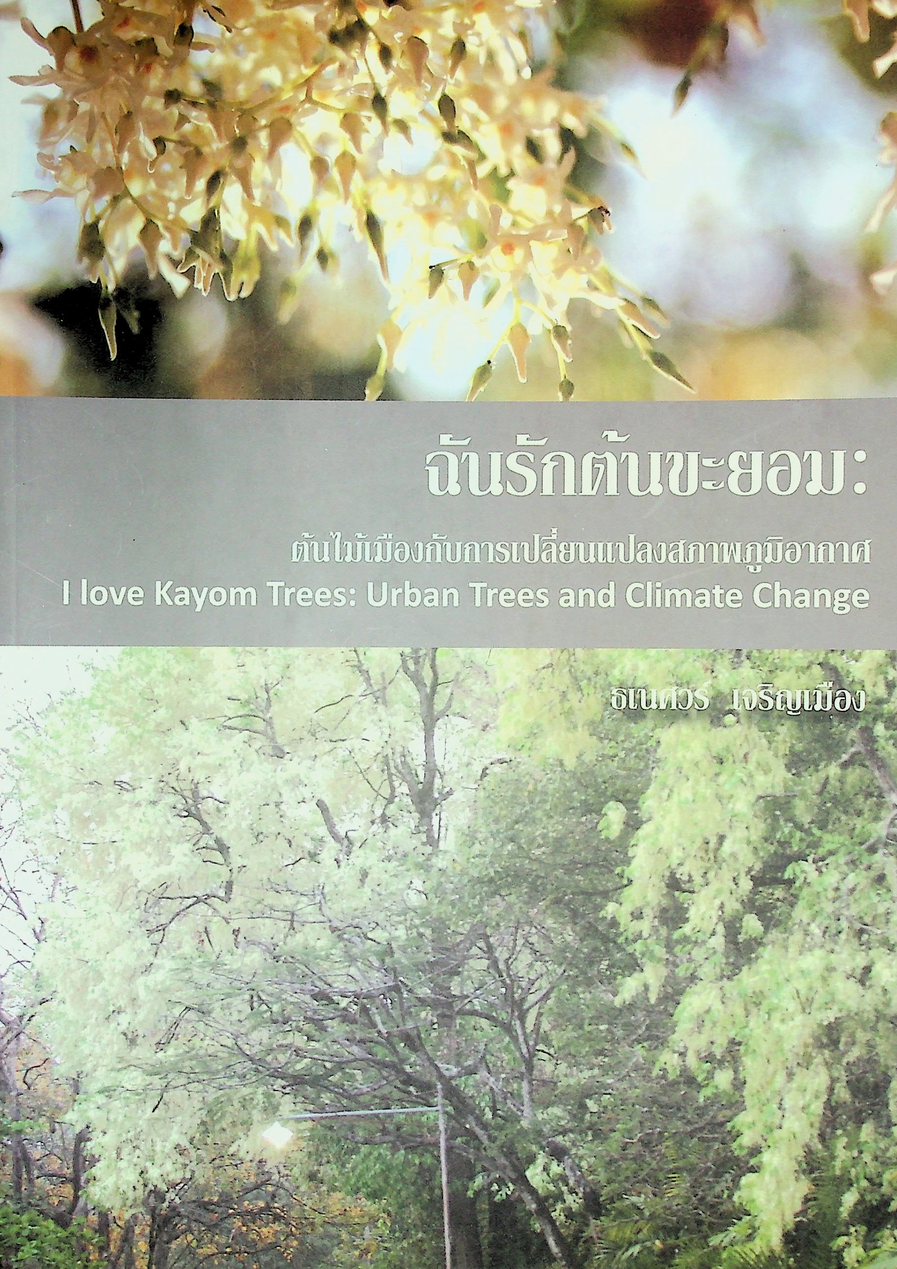 ฉันรักต้นขะยอม ต้นไม้เมืองกับการเปลี่ยนแปลงสภาพภูมิอากาศ