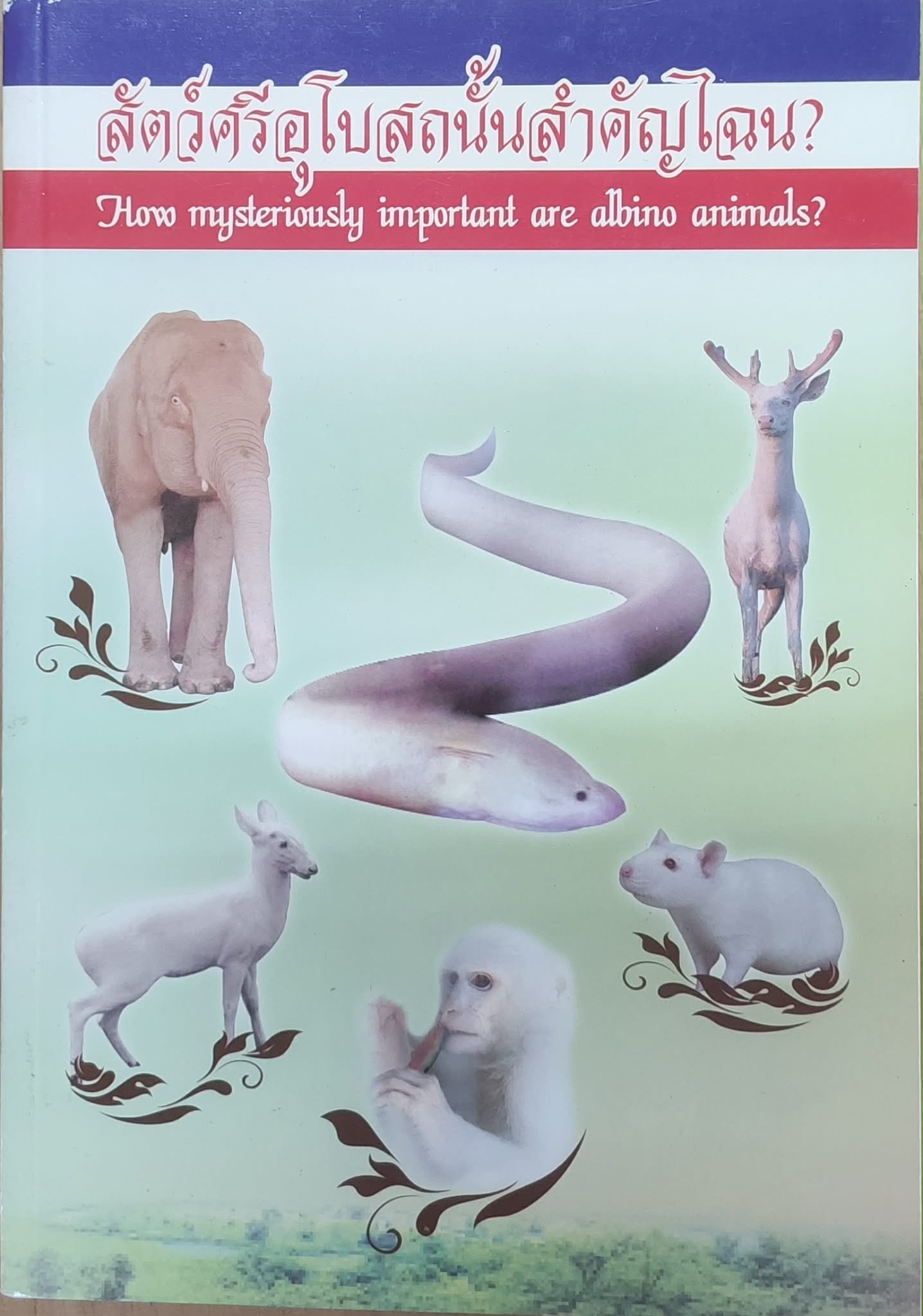 สัตว์ศรีอุโบสถนั้นสำคัญไฉน How mysteriously important are albino animals?